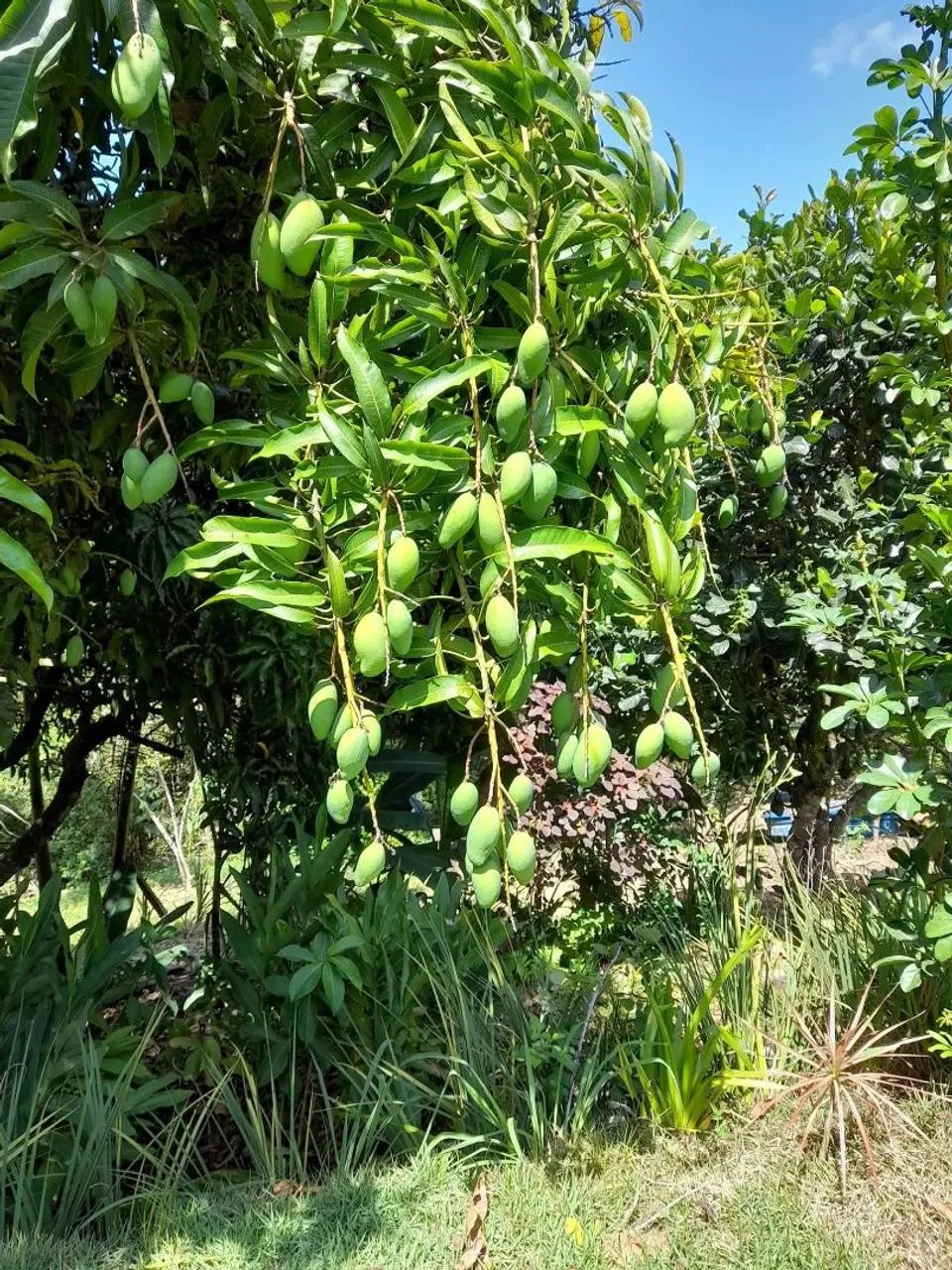 CHÁCARA  - Foto 5