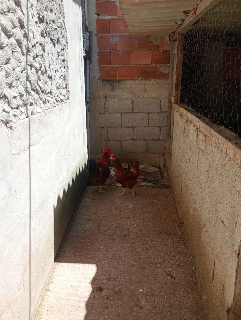 Casal de galo rodia  - Foto 4