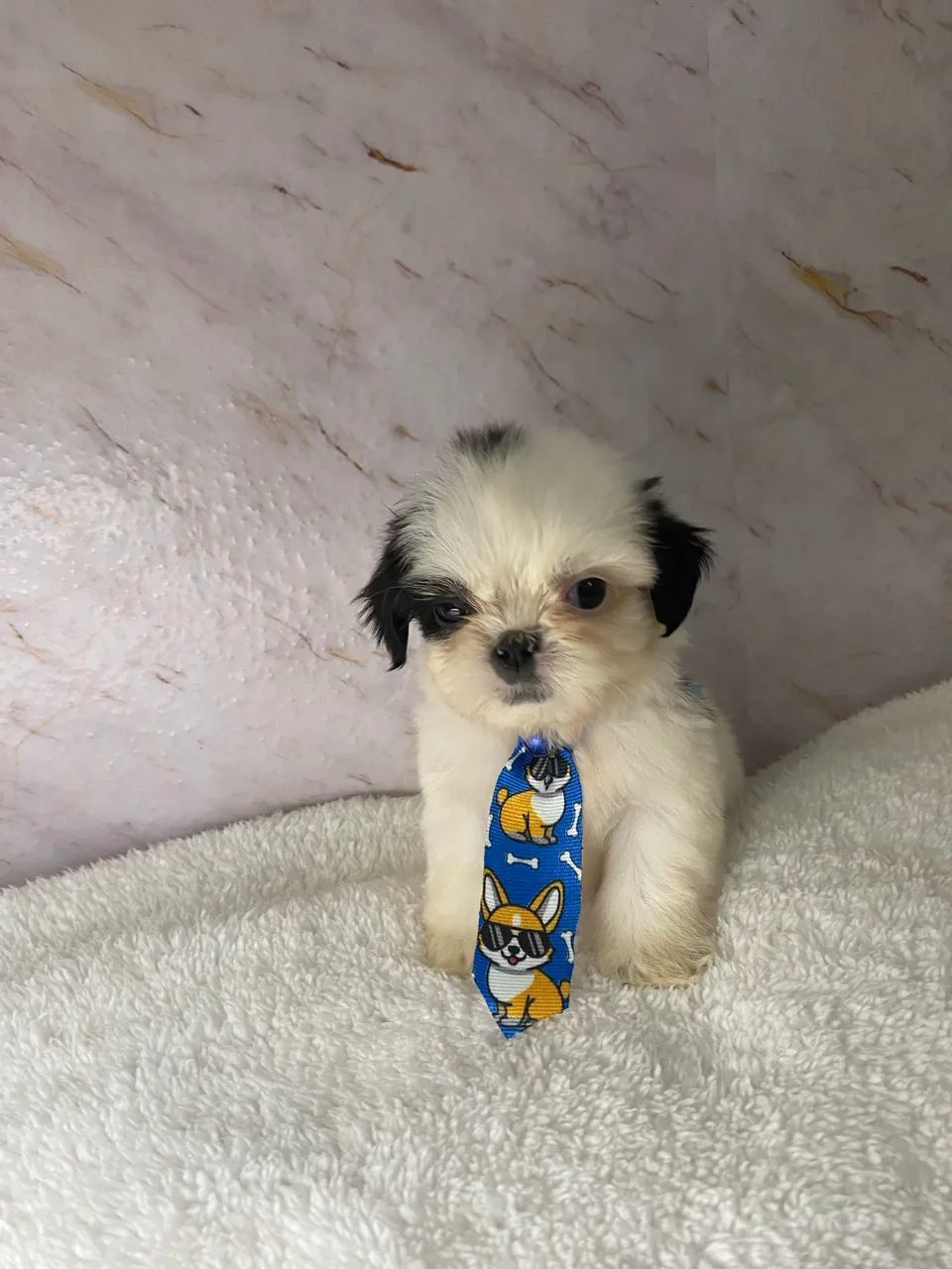 Cachorro  - Foto 3