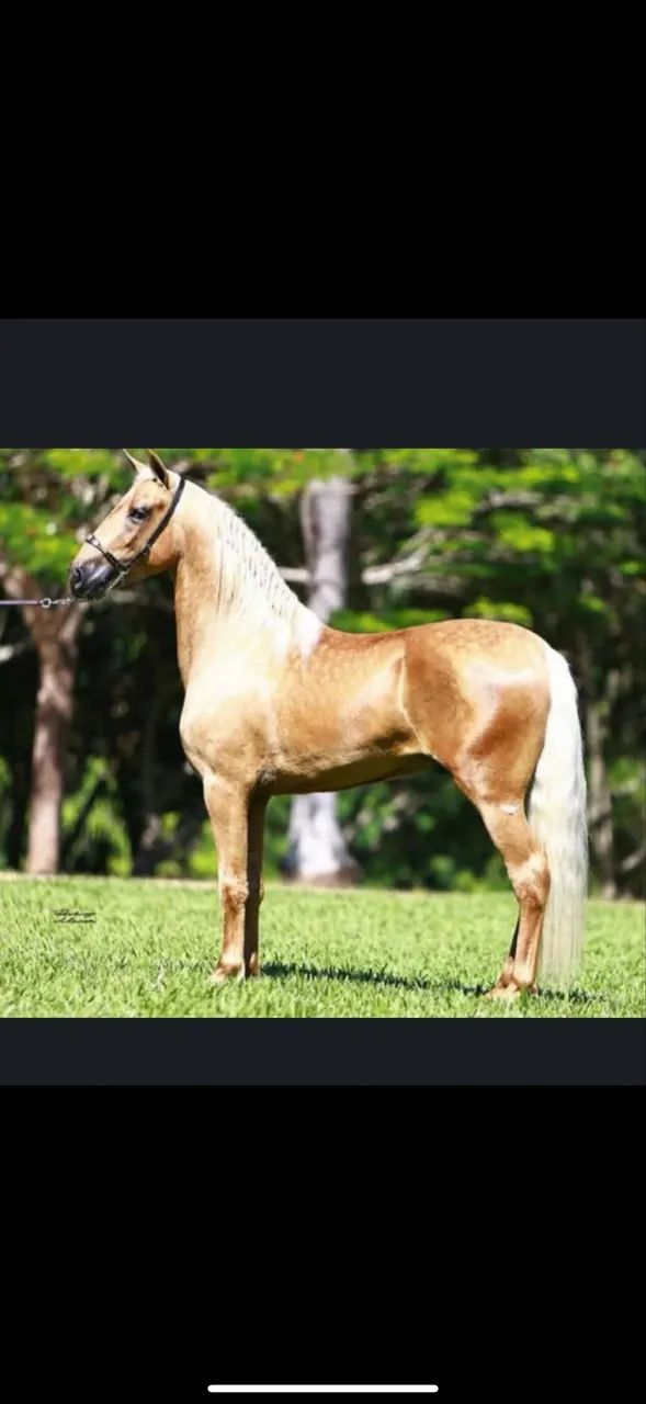 Cavalo Mangalarga Marchador Tinder JP