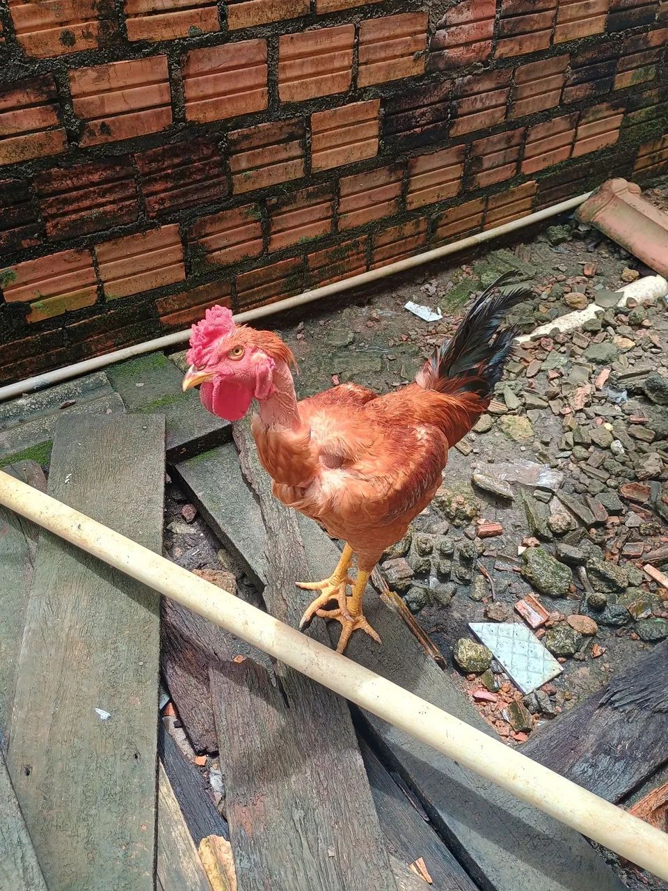 Frango caipira  - Foto 2