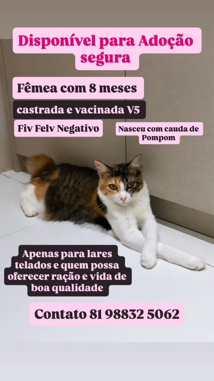 Filhotes para adoção