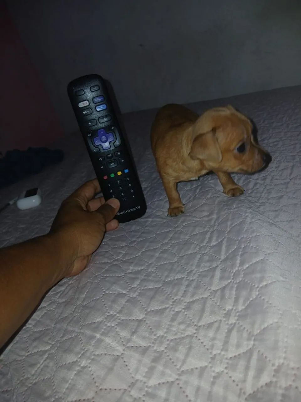 Pinscher  - Foto 2