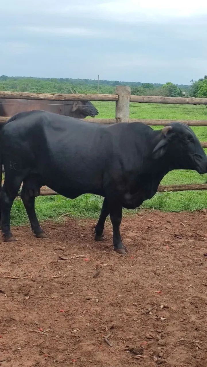 Vaca leiteira 