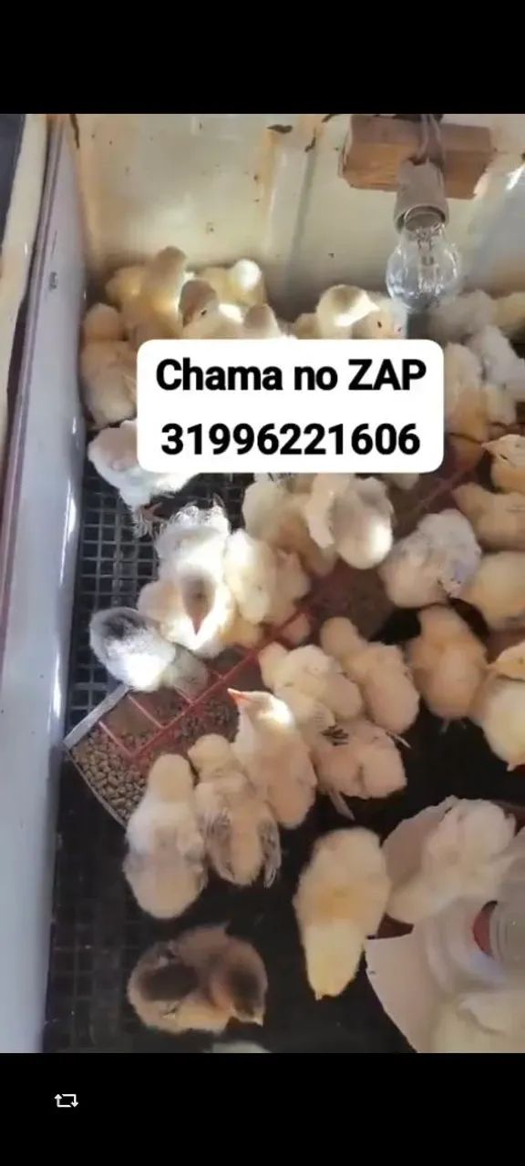 Pintinhos Brahma 