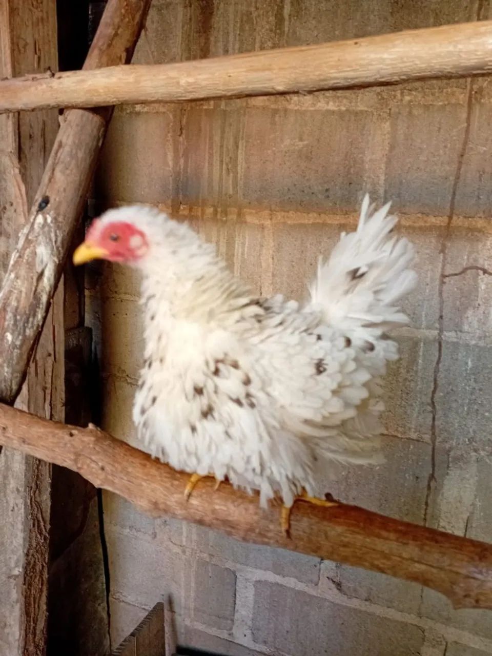 Galinha garnizé - Foto 3