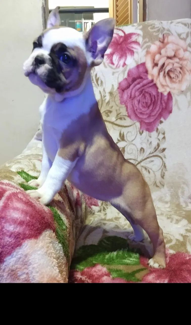 Bulldogue francês 