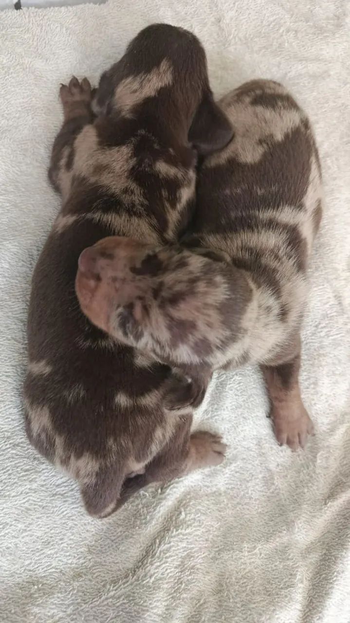 Dachshund pelo curto !!! - Foto 2