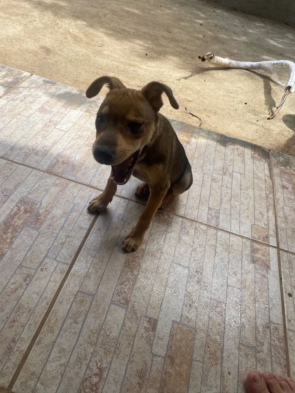 Cachorro para adoção  - Foto 3