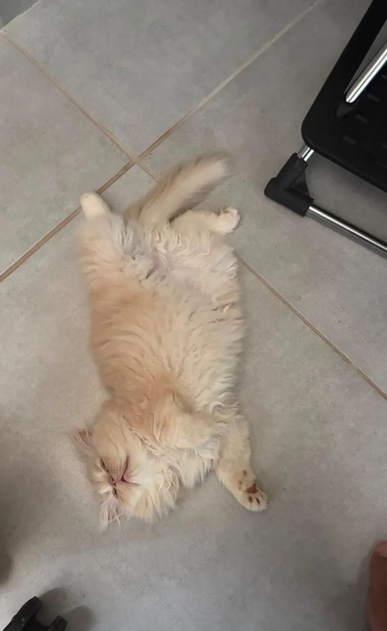 Gato persa macho - Foto 2