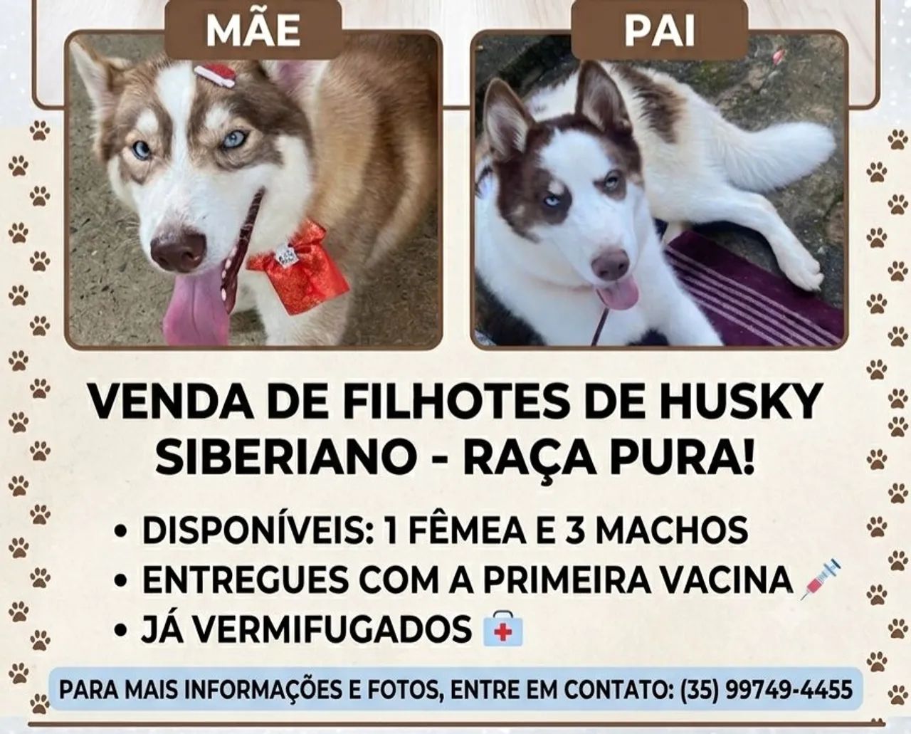 Husky Siberiano 