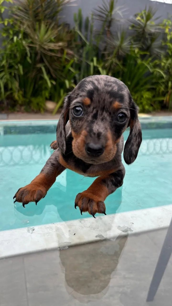 Dachshund
