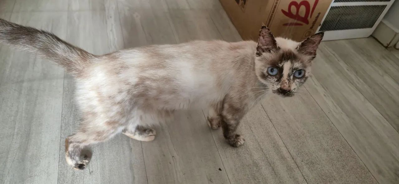 Doação de Gata ( Felipa ) - Foto 2