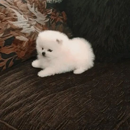 Spitz alemão Você vai querer ver esse cachorro pessoalmente