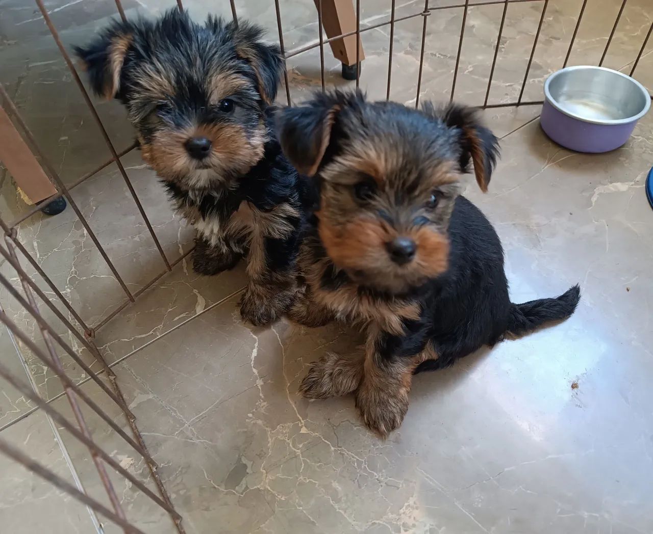 Filhotes Yorkshire Terrier - Foto 2