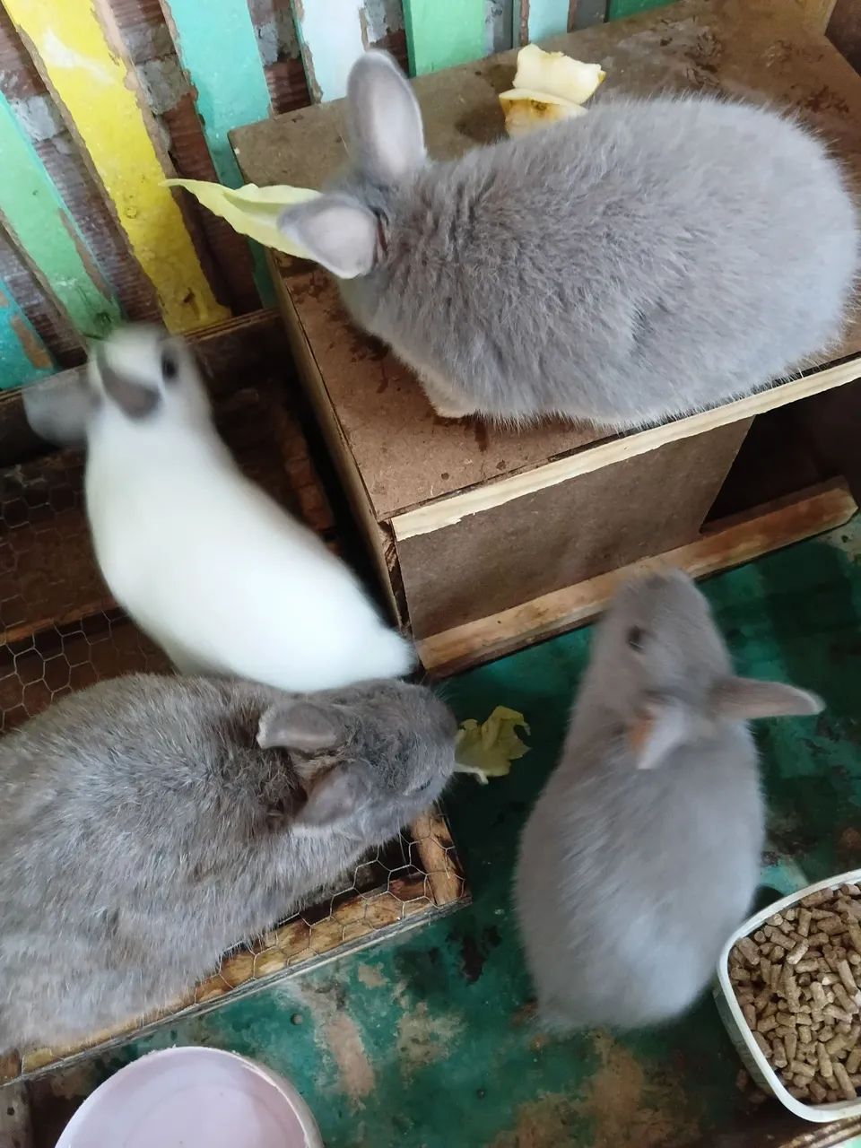 Coelhos anões adulto cinza e branco - Foto 3