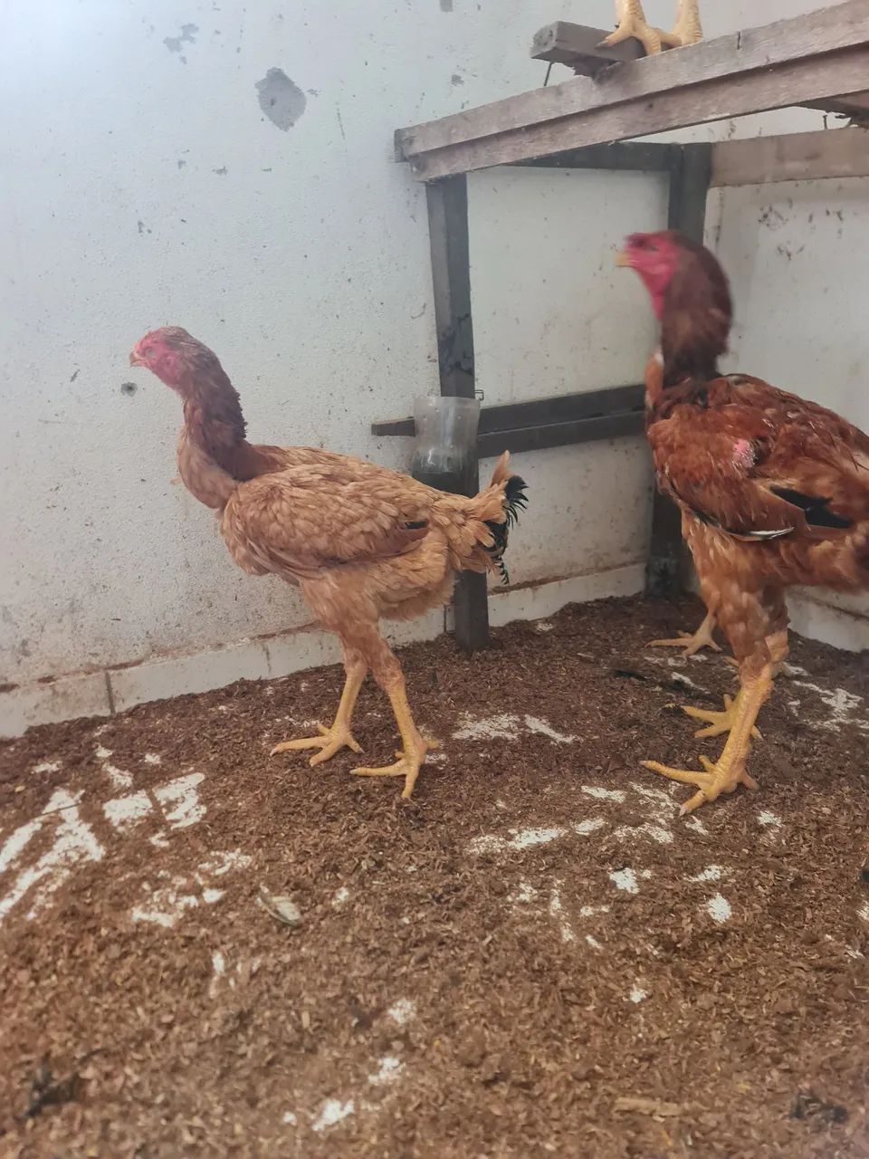 Galo é galinha índio gigante  - Foto 4