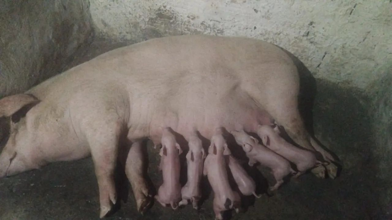 Vende-se porcos de raça  - Foto 2