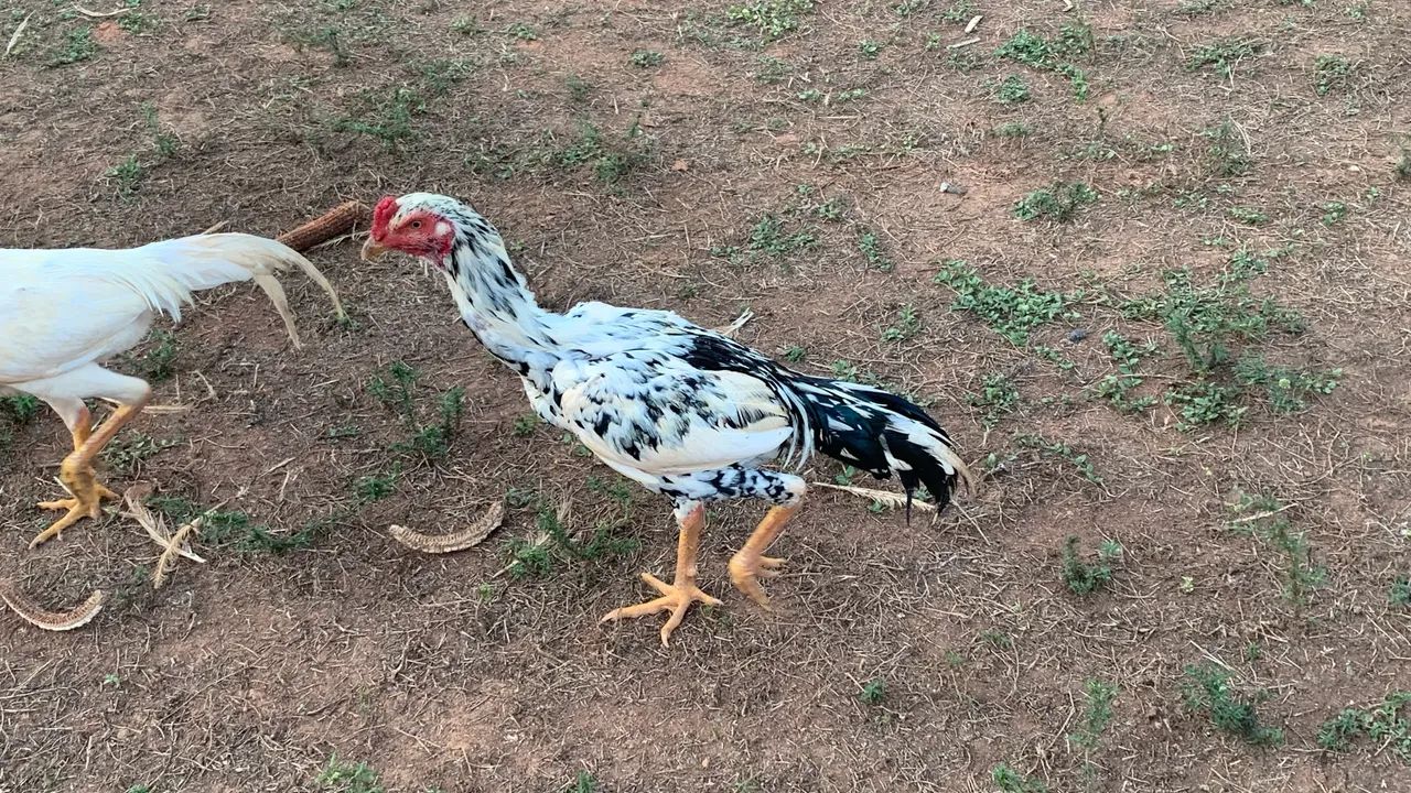 Vendo frangos e frangas índio - Foto 2