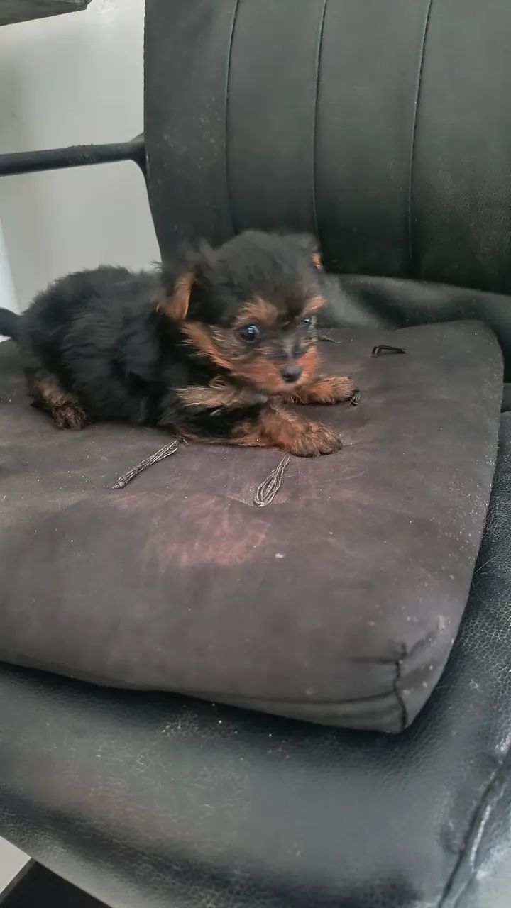 Yorkshire micro, (mini) macho - Foto 3