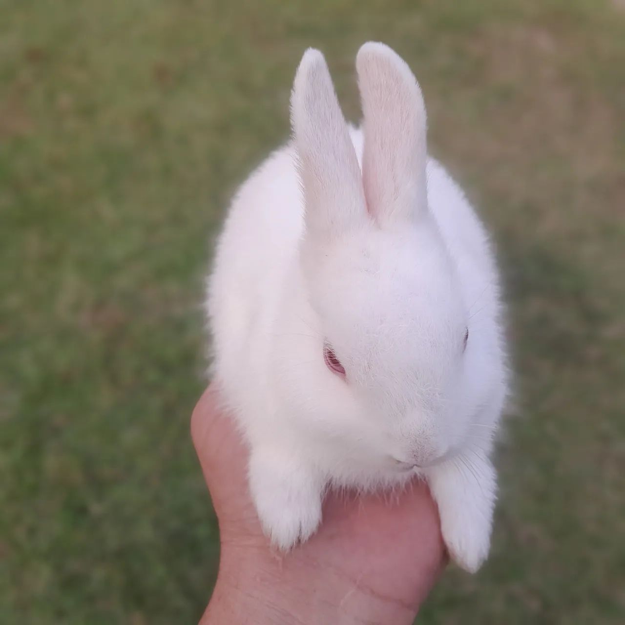 Coelho Netherland Dwarf _Mini Holandês 