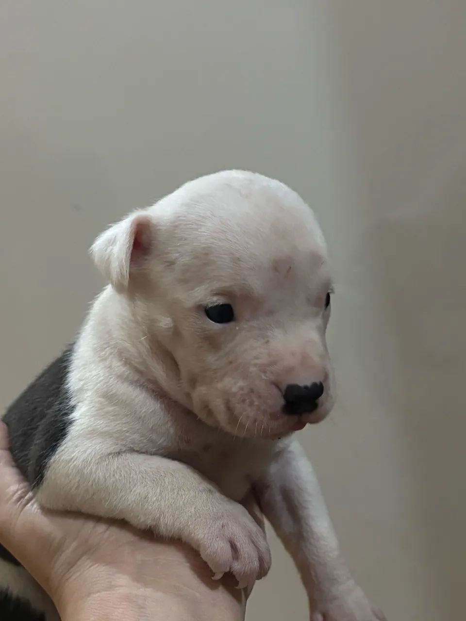 Cachorro  - Foto 2