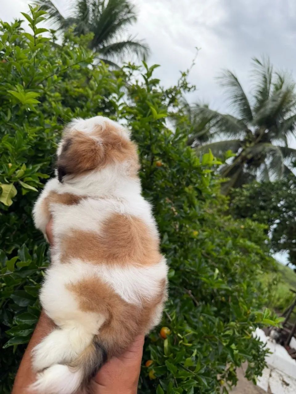 Cachorro  - Foto 3