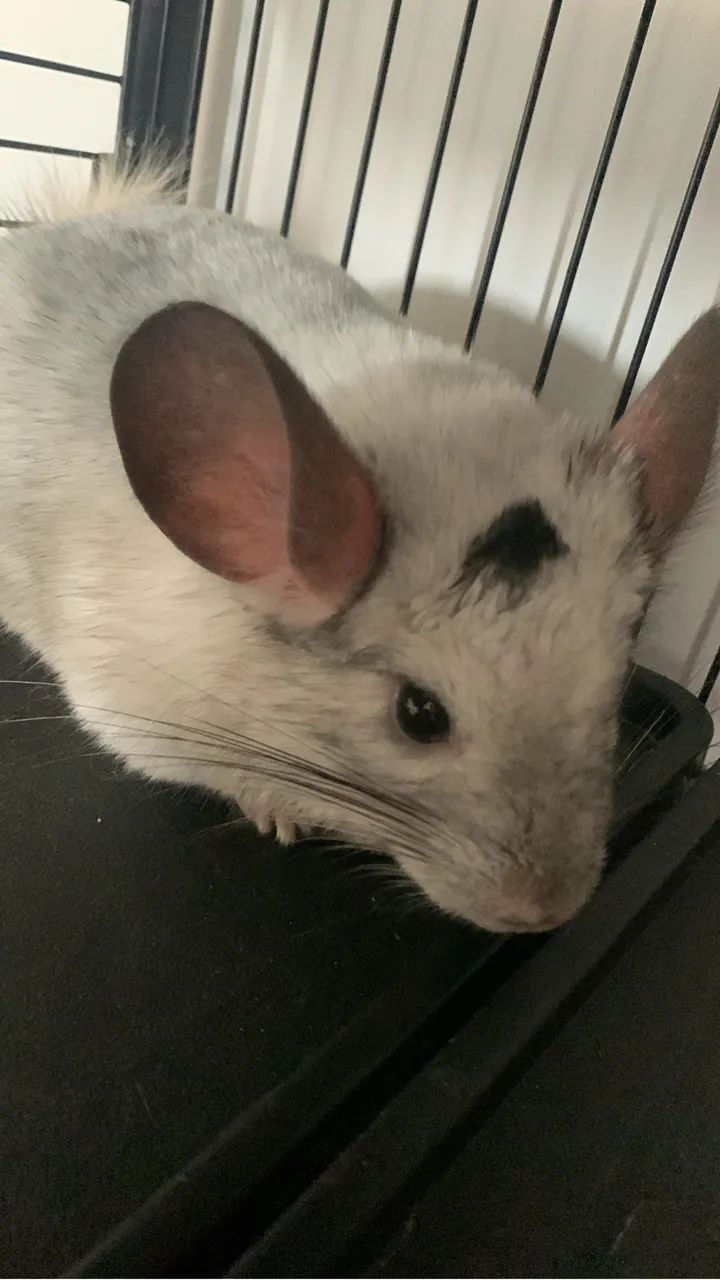 Chinchila 