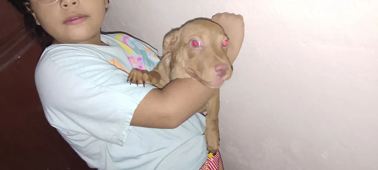 Doase se cachorro 
