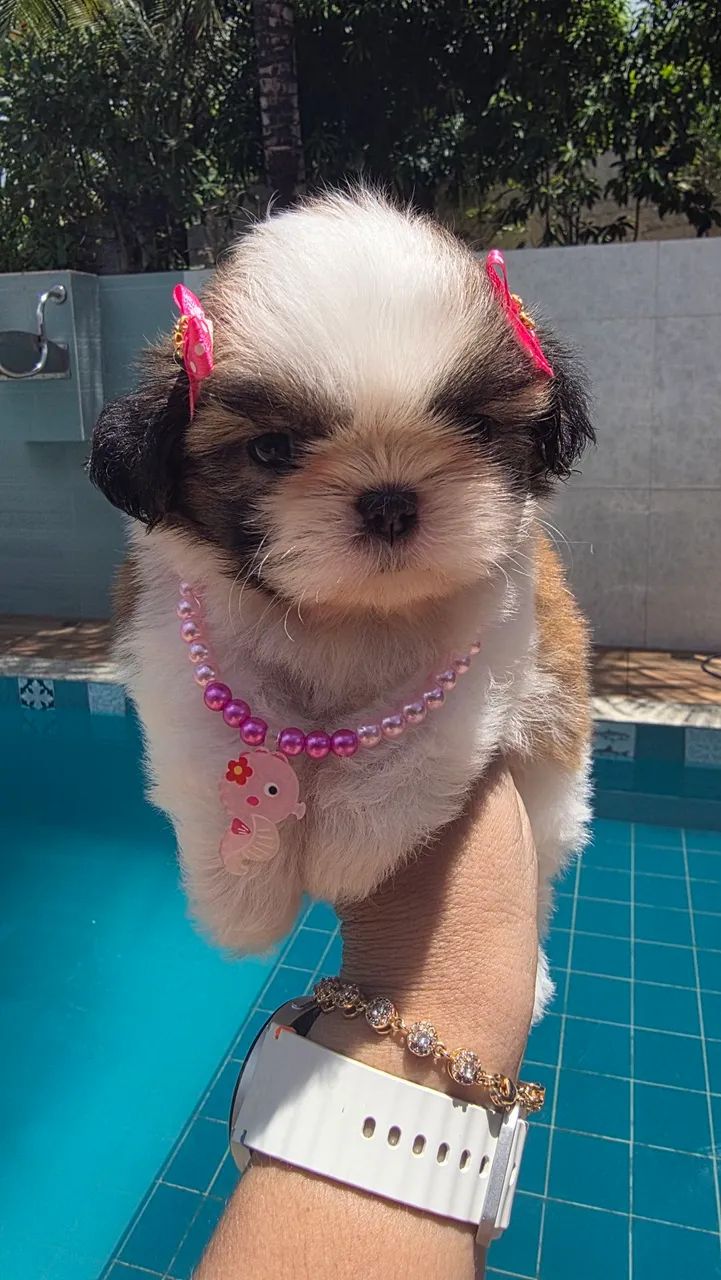 Shih tzu fêmea e macho disponível.. - Foto 3