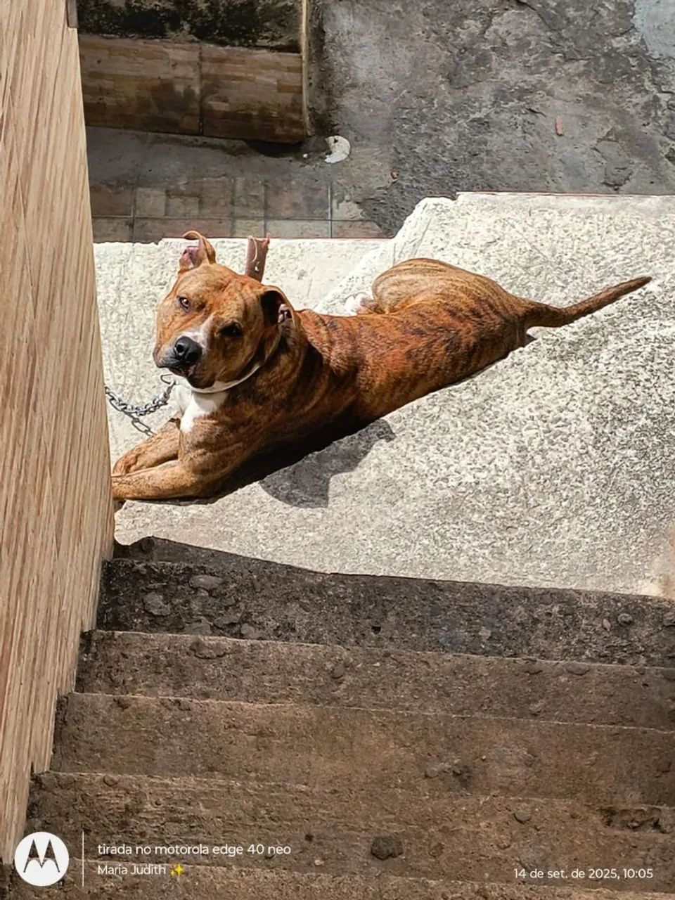 Doa_se pit bull - Foto 3