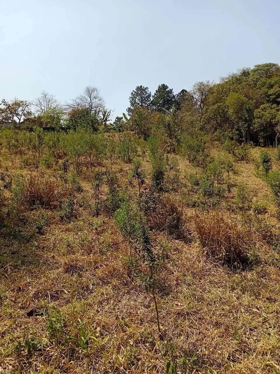 Foto - Cotia - Jardim Leonor