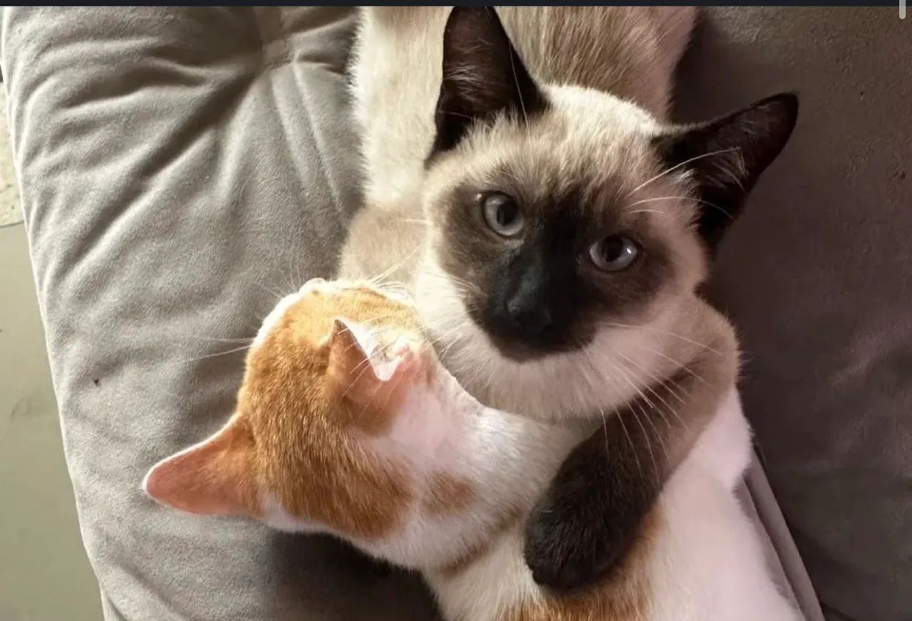 Gatos - Foto 2