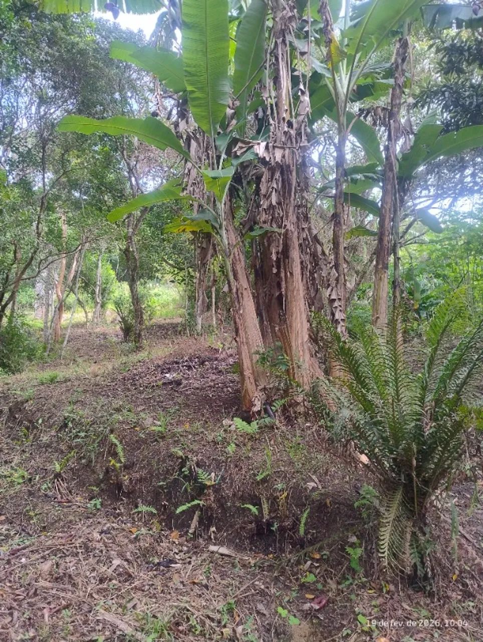 Terreno Bairro Ratones 500m2 - Foto 3