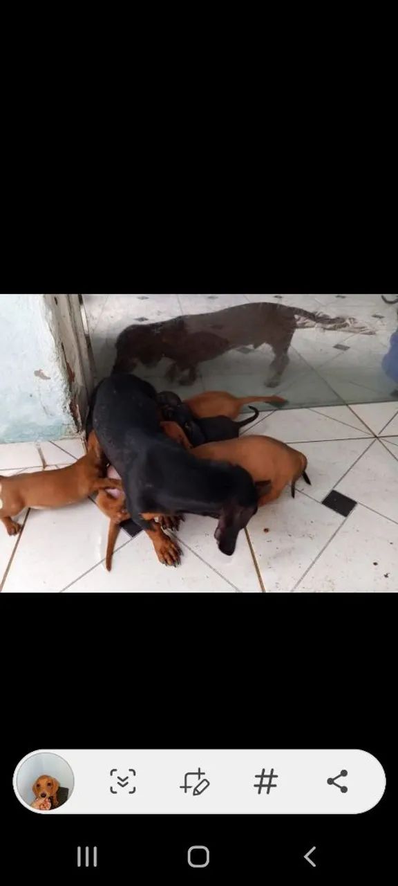 Darchshund ( salsicha) - Foto 3