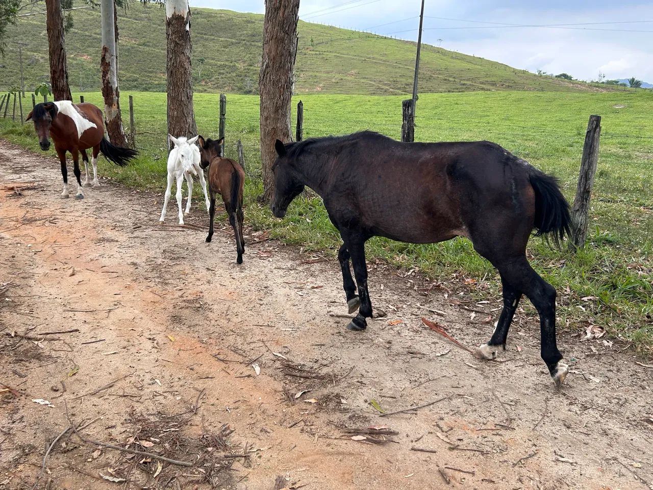 Égua de picada com mulinha ao pé. - Foto 3