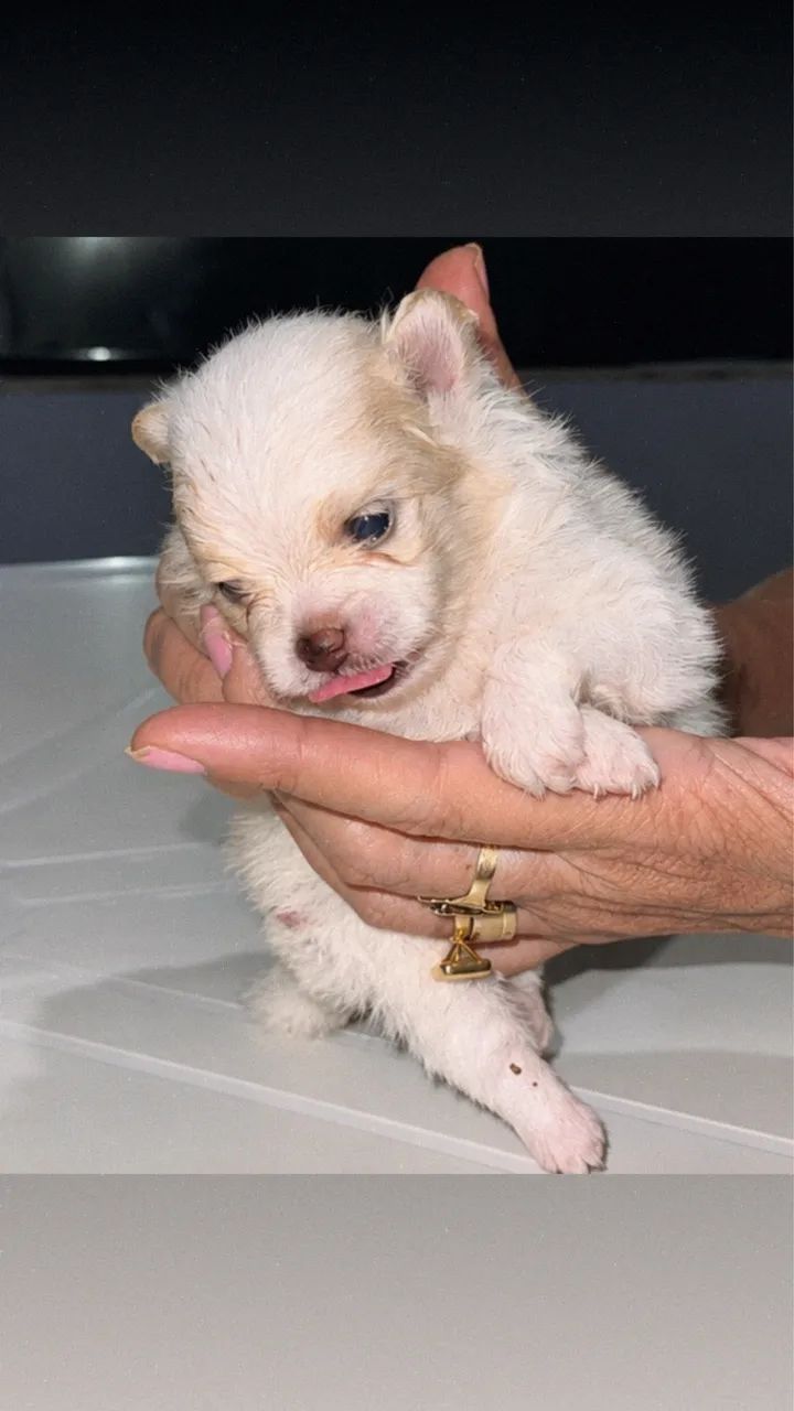 Vendo Spitz alemão  - Foto 4