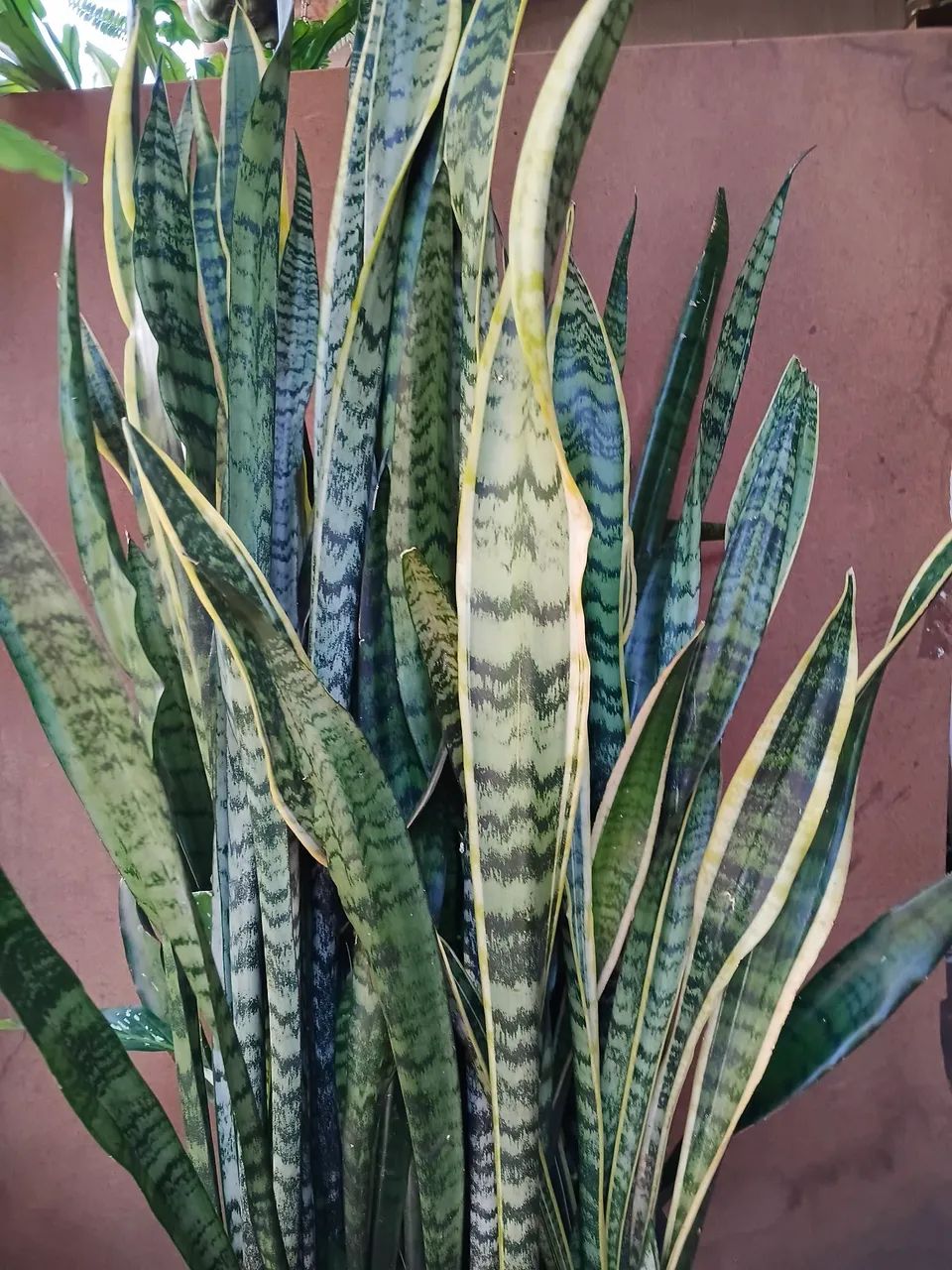 Plantas e jardim  - Foto 3