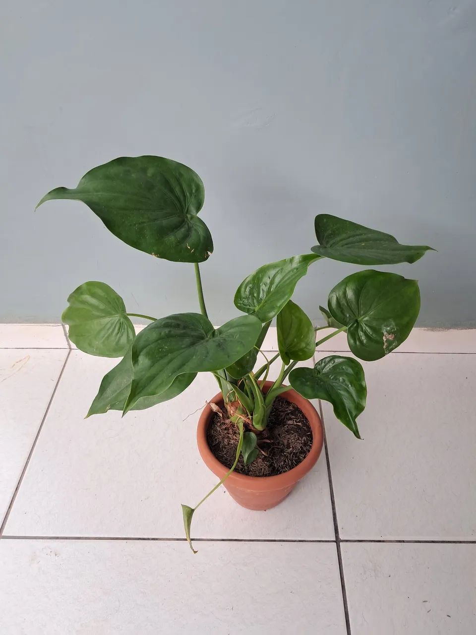 Planta 