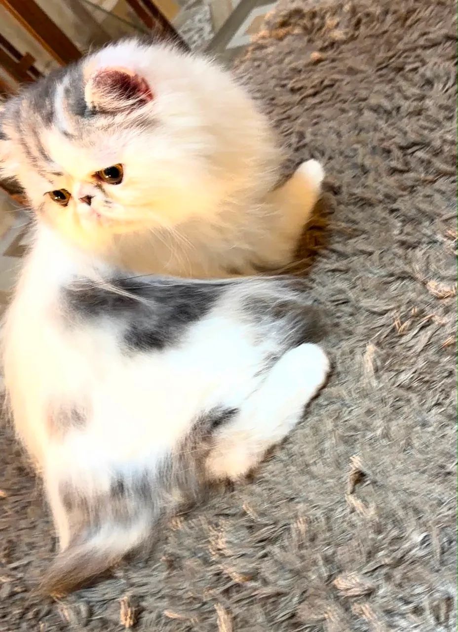 Gato persa macho com pedigree  - Foto 4