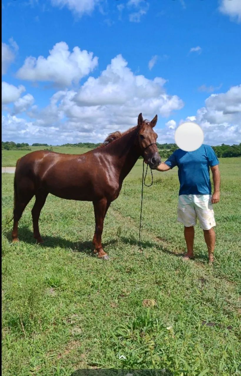 Égua mangalarga  - Foto 4