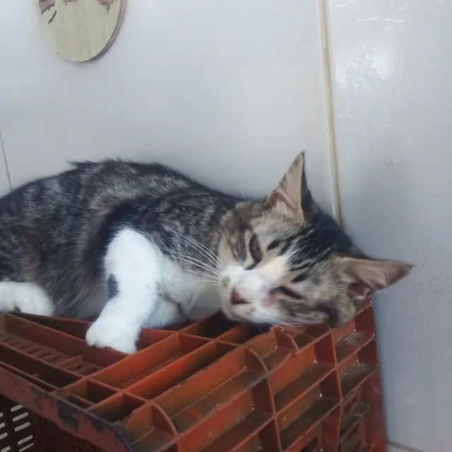 Adoção responsável - Cassandra - Foto 3