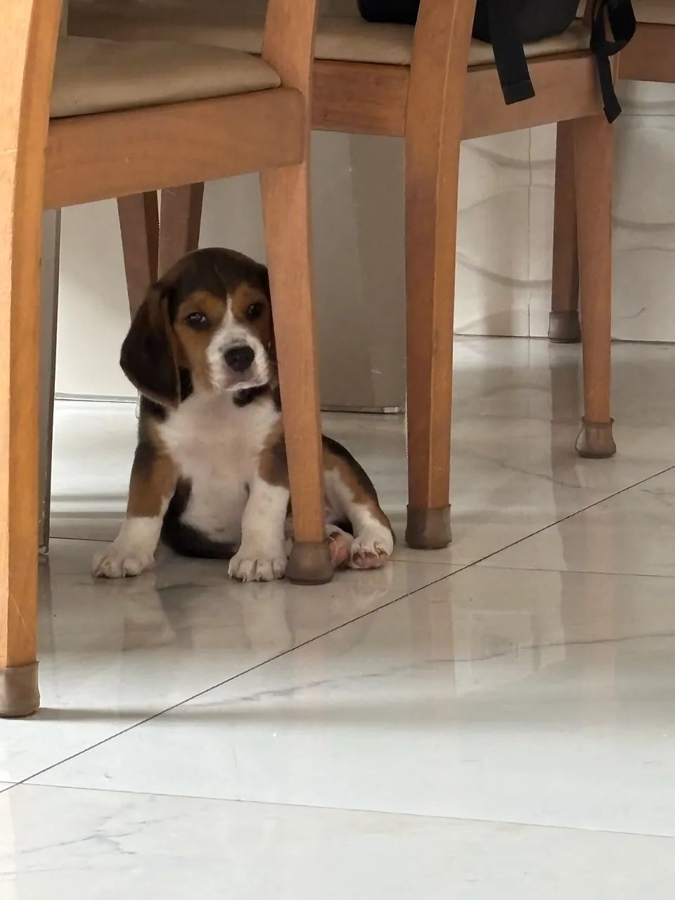 Beagles muito fofos - Foto 2