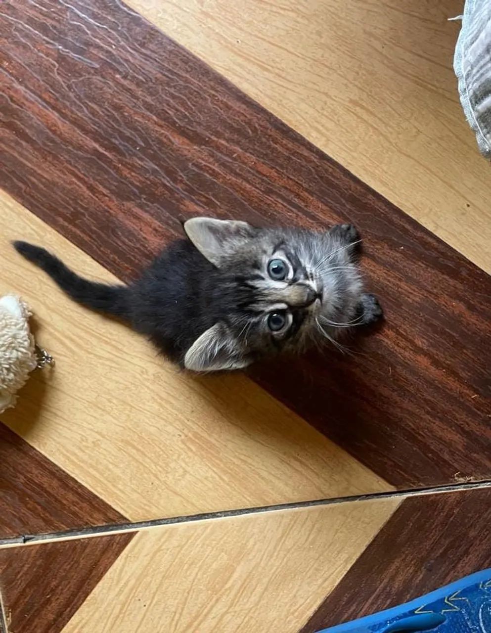 Doação de gatos - Foto 2