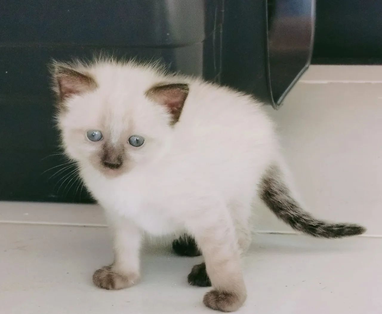 Doação de gatos - Foto 2