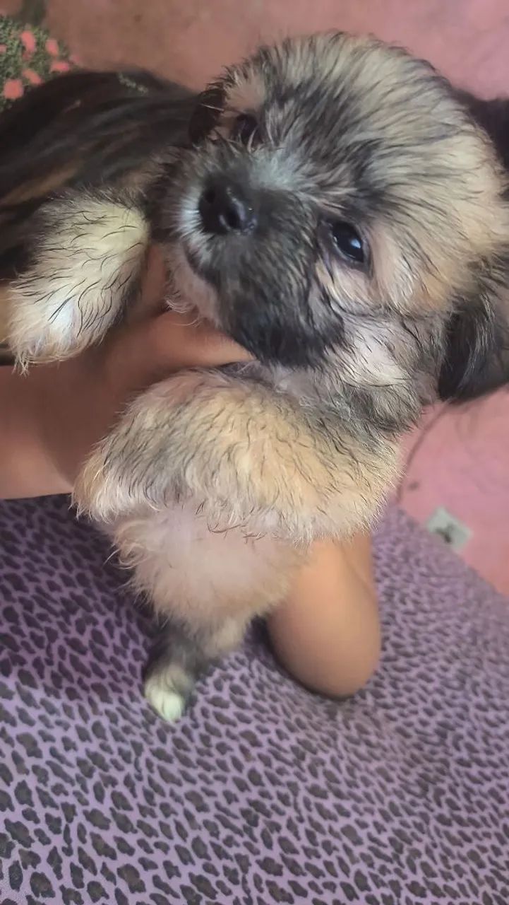 Shitzu mini fêmea 