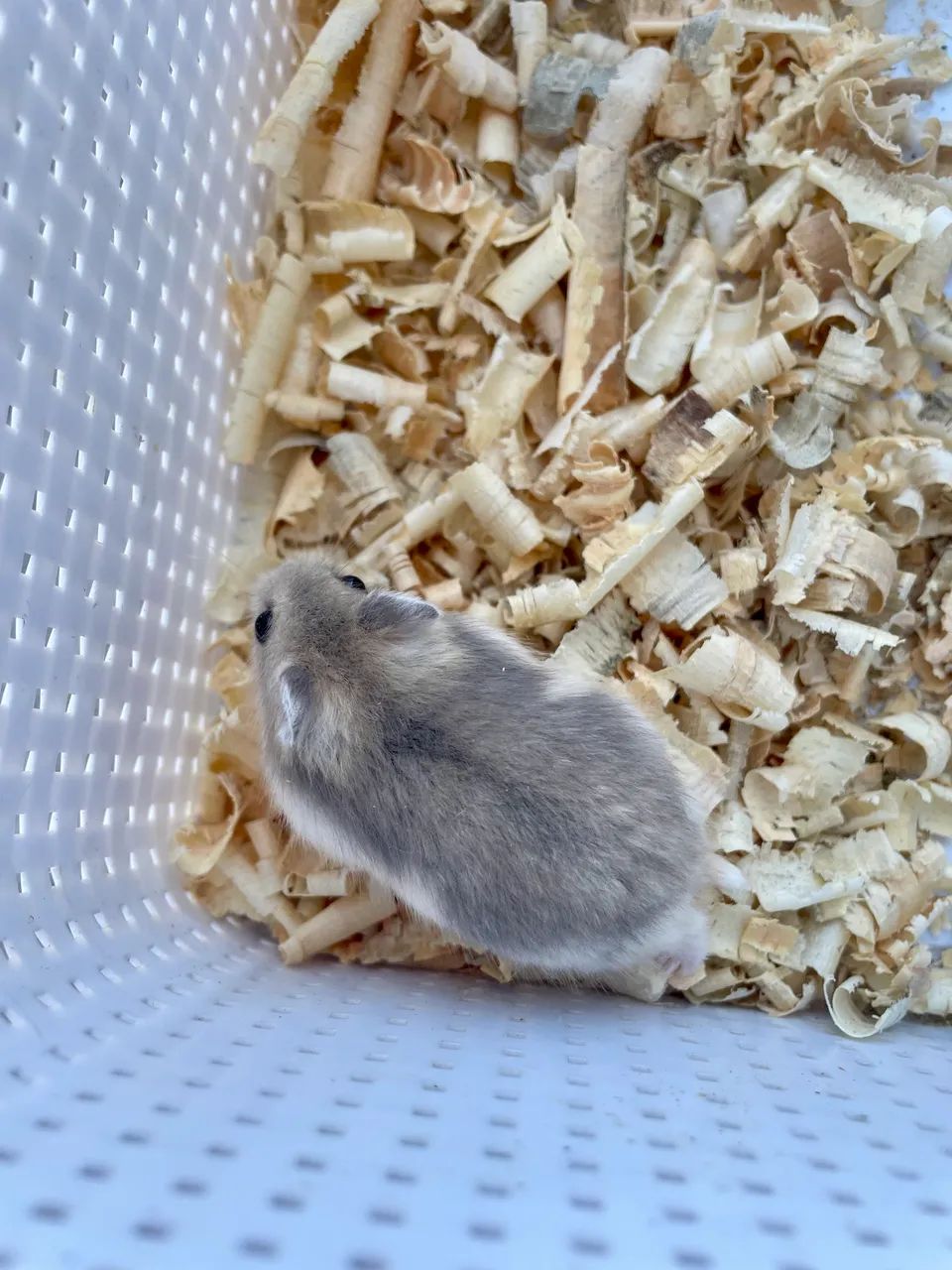 Hamster anão russo filhotes - Foto 4