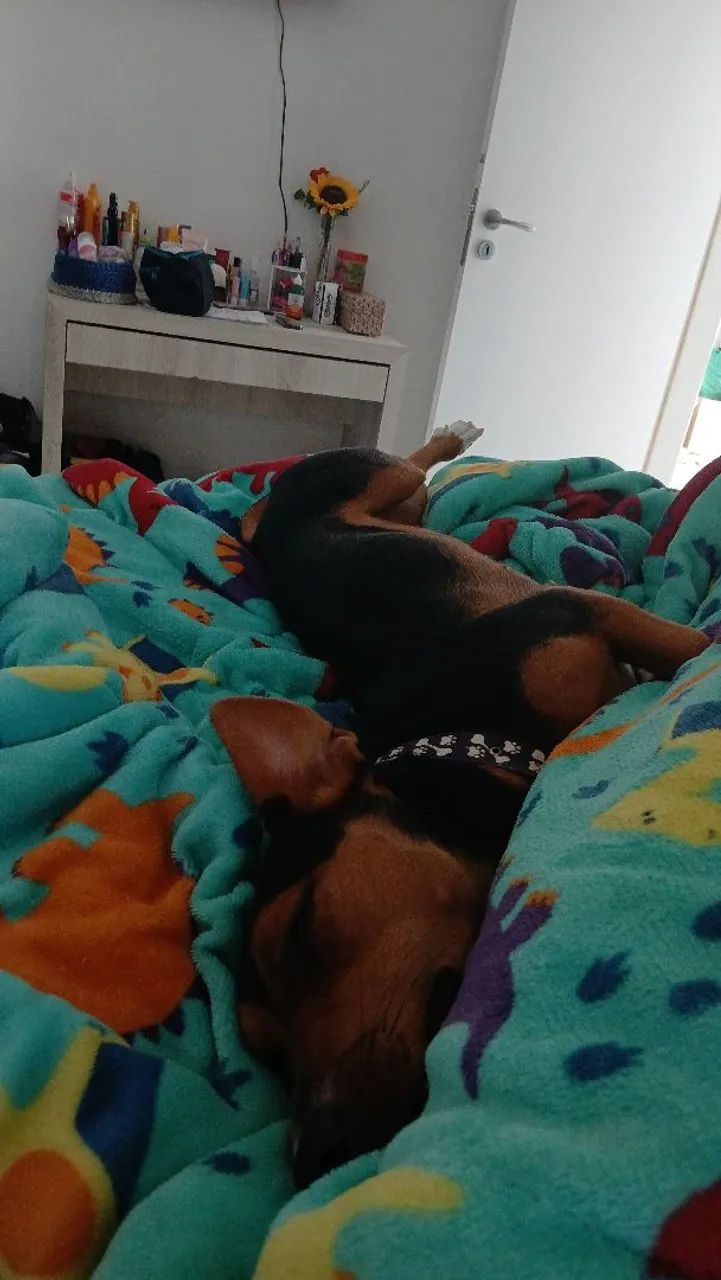 Doando cachorrinha  - Foto 5