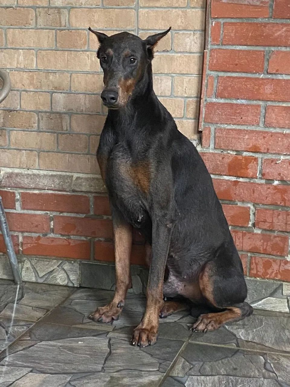 Doberman  - Foto 4