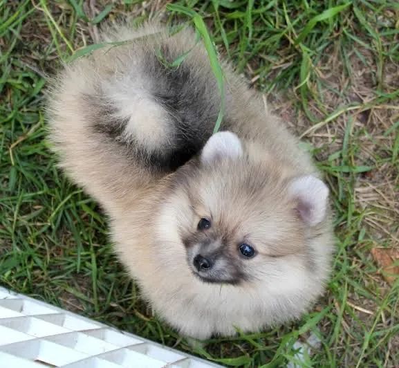 Filhotes de Lulu da Pomerania Spitz Alemão - Foto 5